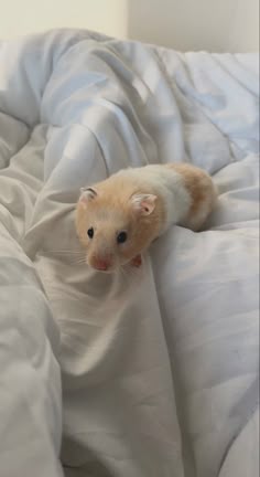 an orange and white ferret laying on top of a bed covered in sheets, looking at the camera