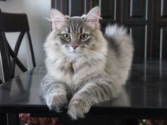 a fluffy cat sitting on top of a wooden table