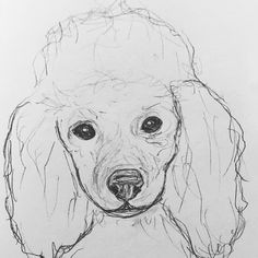 a drawing of a dog's face is shown