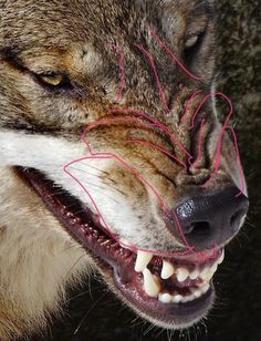 a wolf with its mouth open and some red lines on it's face showing teeth