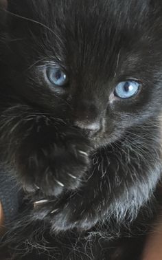 a black kitten with blue eyes sitting on someone's lap