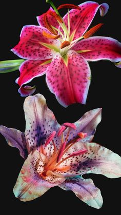 two pink and purple flowers on a black background