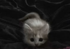 a small white kitten laying on top of a bed covered in a black comforter