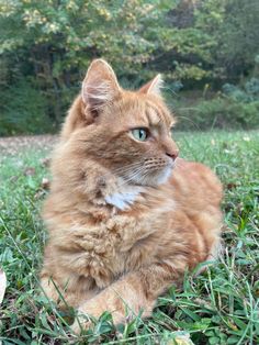 an orange cat sitting in the grass looking at something