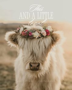 a cow with flowers on its head and the words, this and a little bit