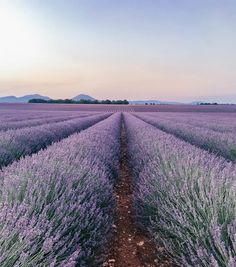 lavender fields at sunset with mountains in the background