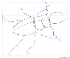 how to draw a fly insect step by step