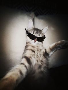 a cat with sunglasses on it's head and its paws stretched out