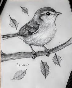 a pencil drawing of a bird sitting on a branch