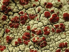 some red and white flowers are in the center of this image, as well as other things