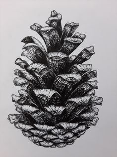 a black and white drawing of a pine cone