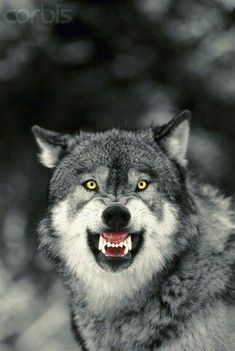 a wolf with yellow eyes and mouth wide open, looking at the camera stock photo