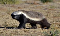 a small animal walking across a dry grass field