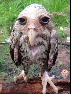 an owl sitting on top of a tree branch with its mouth open and it's eyes wide open
