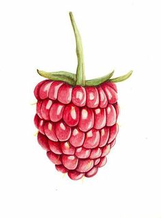 a drawing of a raspberry on a white background