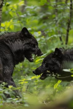 two black bears playing in the woods with eachother's mouth wide open
