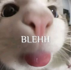 a close up of a cat's face with the word blemh on it