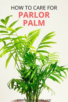 a potted plant with the words how to care for parlor palm