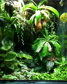 an aquarium filled with lots of green plants
