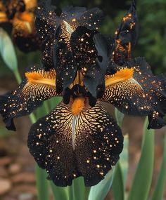 a black flower with yellow spots on it