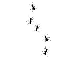 black and white silhouettes of mosquitoes walking in the same direction on a white background
