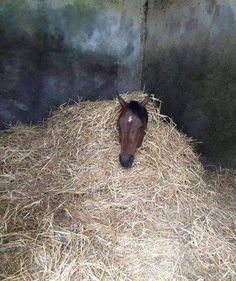 a horse standing in hay next to a wall