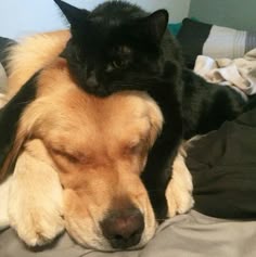 a dog and cat cuddle on top of each other in the middle of a bed