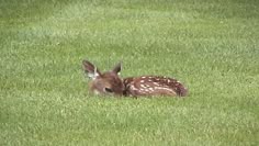 a small deer laying in the grass