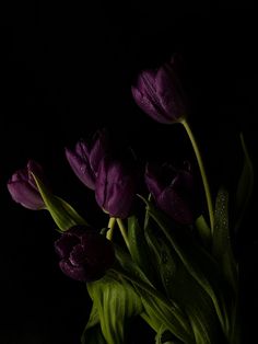 purple tulips with water droplets on them in a vase against a black background
