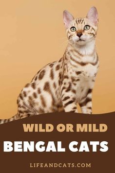 a cat sitting on top of a table with the caption wild or mild bengal cats