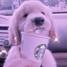 a puppy holding a starbucks cup in its mouth