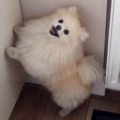 a fluffy white dog standing on its hind legs in front of a door with it's mouth open