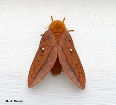 a close up of a brown moth on a white surface with black speckles