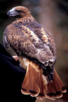 a large brown and white bird perched on the arm of someone's gloved hand
