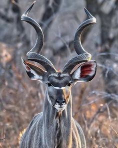an antelope with long horns standing in the grass