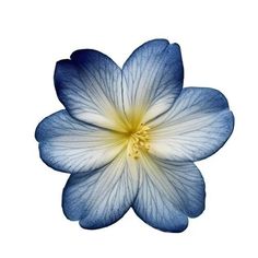a blue and white flower on a white background