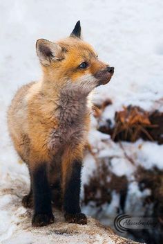 a small fox standing on top of snow covered ground