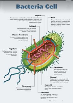 the structure of an animal cell