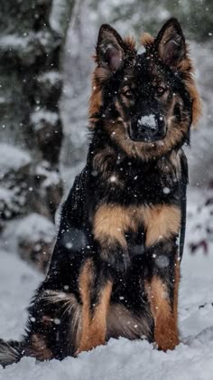 a dog that is sitting in the snow