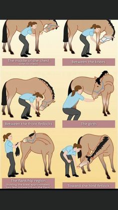 a poster showing how to groom a horse