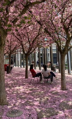 two people sitting on chairs under trees with pink flowers in the ground and petals covering the ground