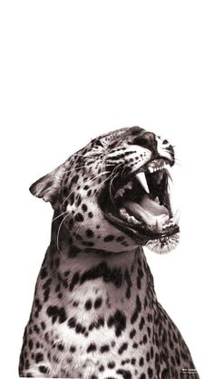 a black and white photo of a cheetah yawning with its mouth open