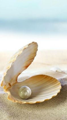 an open shell with a pearl on the beach