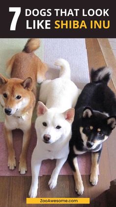 7 Dogs That Look Like Shiba Inu