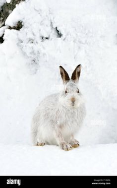a small white rabbit sitting in the snow