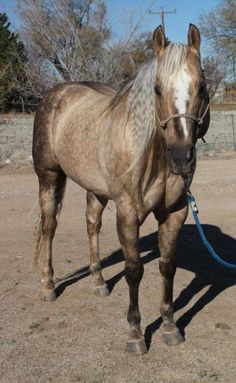 a brown horse standing on top of a dirt field next to a blue leashed animal