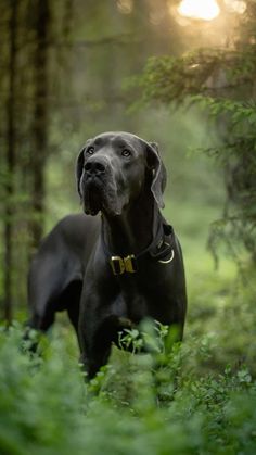 a large black dog standing in the woods