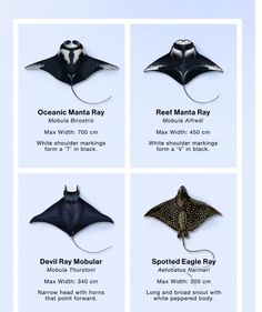 the different types of manta ray are shown