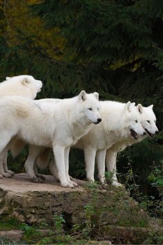 three white polar bears standing on top of a rock in front of some green trees