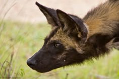 a brown and black dog standing on top of a lush green field